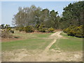 View towards the Long Car Park, Ashdown Forest