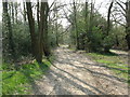 Track through Ashdown Forest