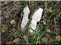 NT0766 : Stinkhorn fungus in Calder Woods by M J Richardson
