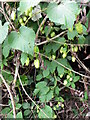 Hops (Humulus lupulus), West Gomeldon