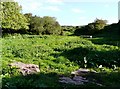 Enclosure near Broadsands neolithic chamber tomb