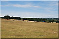 Horses near Roughett