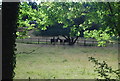 Horses by the Downs Link