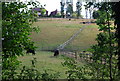 Cattle by the Railway line