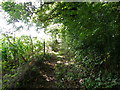 Bridleway near Purse Caundle