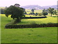 Grazing near Duntish