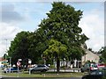 Tree on the Green, Old Thirsk