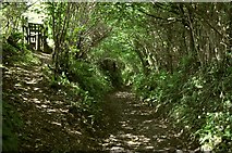 SS4839 : Castle Lane heading towards Nethercott by Roger A Smith