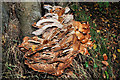 Fungus, Huntly, Banbridge (27)