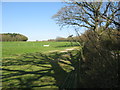 Field boundary at Spring Farm