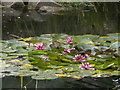 Pond plants, Telegraph Hill Park