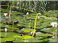 Pond plants, Telegraph Hill Park SE14