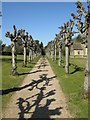 View along the avenue of pollarded trees, All Saints church