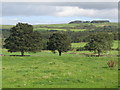 NY7163 : Farmland between Plenmeller and the River South Tyne by Mike Quinn