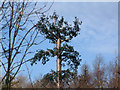 SU5973 : Bradfield - Tree antenna by Brendan and Ruth McCartney