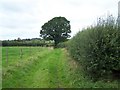 Footpath To Marston