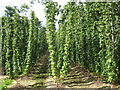 TQ8028 : Hop Field at Hoad's Farm  by Oast House Archive
