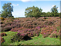 View across flowering heather in Westleton Heath