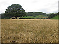 Stunted barley crop, Hope Mansell