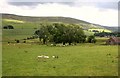 Sheep and Trees at Boghead