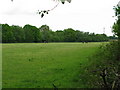 Horses in field near Pine Wood