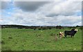 Cattle, West Tarbrax