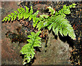 Ferns near Crawfordsburn