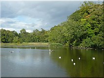 NS2209 : The Swan Pond, Culzean Country Park by Humphrey Bolton
