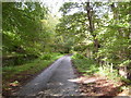 Minor road through Todlaw Wood