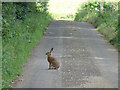 Hare on quiet Kent lane