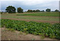 Field with crops north of Sutton on Trent