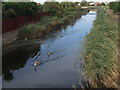 Cygnets in the canal, Dymchurch