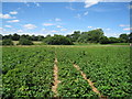 SU7556 : Strawberry fields - yum! yum! by ad acta