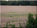 Tractor at work near Forest of Bere Farm