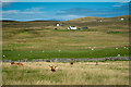 Highland Cattle near Balchladich