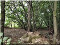 Hollingbury Park Local Nature Reserve