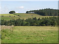 Pastures around Harsondale Cleugh