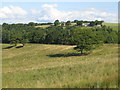 Pastures south of Harsondale Cleugh