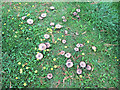 Fungus on the lawn