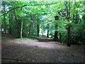 Path through the Donard Forest