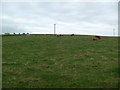 Farmland near Teuchar