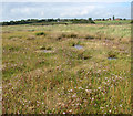 Saltmarsh below Walberswick