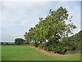 Trees on the field boundary