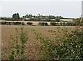 Hedgerow hips and Fulbourn Mill