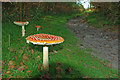 Fly Agaric by the path