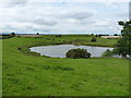 SJ5806 : Pond and cattle near Dryton by Richard Law