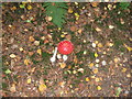SU9132 : Nice example of a Fly Agaric by Dave Spicer