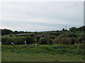 Reeds and pond near Monks Horton Farm