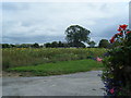 Hill Top Farm, sunflower field and beyond