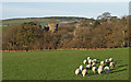 NX2398 : Grazing Sheep, Penkill Castle by wfmillar